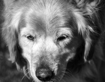 Close-up portrait of dog