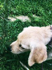 High angle view of dog on grass