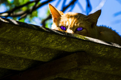 Low angle portrait of cat sitting on floor