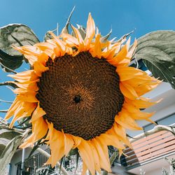 Close-up of sunflower