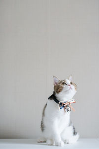 Scottish cat clothing with bell and neckless with copy space background