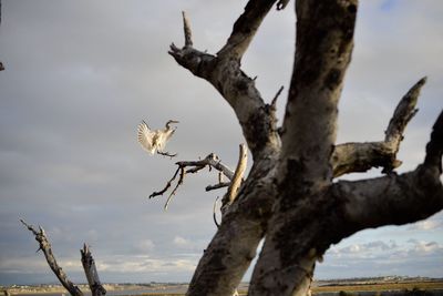 Bare trees on landscape