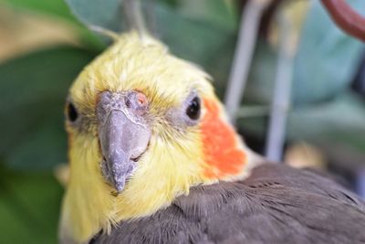 Close-up portrait of an owl