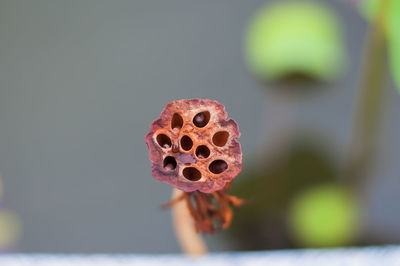 Close-up of dried lotus plant pod