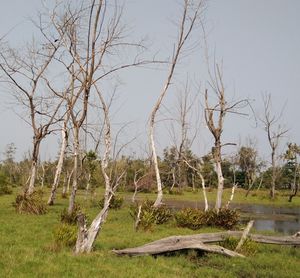 Bare trees on field against sky