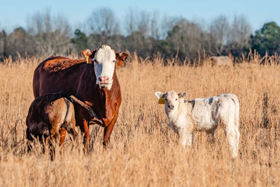 Simmental brood cow with a nursing calf and white calf standing near in a dormant, brown pasture.