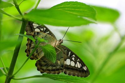 Close-up of butterfly on leaf