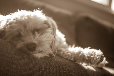 Close-up portrait of puppy relaxing