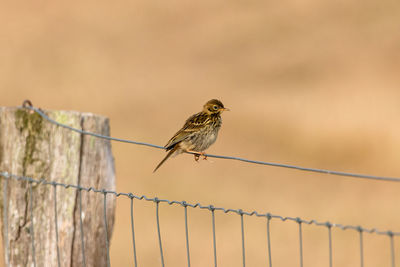 Skylark sits on fence background out of focus