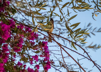 Low angle view of flowering plant against trees