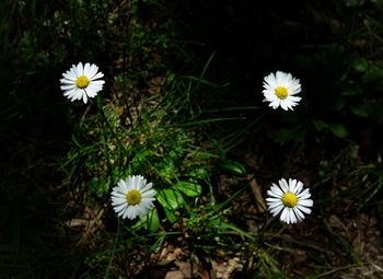 Close-up of white daisy flowers on field
