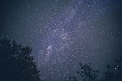 Low angle view of trees against sky at night