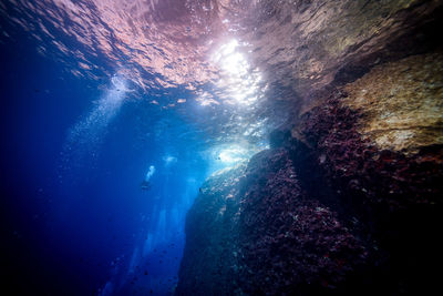 Close-up of jellyfish in sea against sky