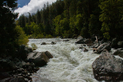 Stream flowing through rocks in forest