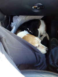 Dog sleeping in car