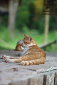 Cat relaxing outdoors