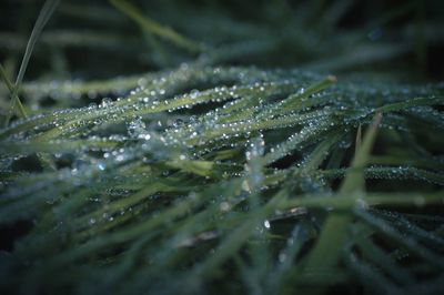 Close-up of wet grass