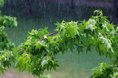 Close-up of raindrops on leaves