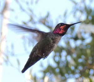 Close up of a bird