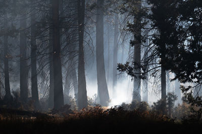 Low angle view of trees in forest