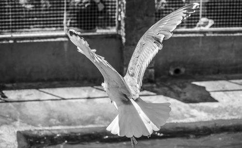 Close-up of bird flying