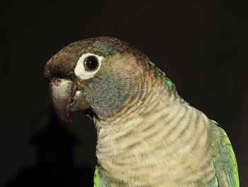 Close-up of a bird