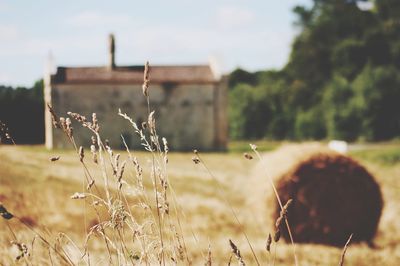 Close-up of plant on field against barn