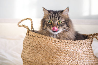 Tabby siberian cat sits in brown basket on the white blanket on bed and licks