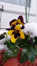 Close-up of yellow flowers