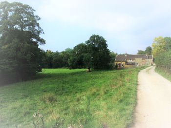 Trees on grassy field