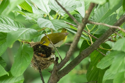 Close-up of a bird perching on branch