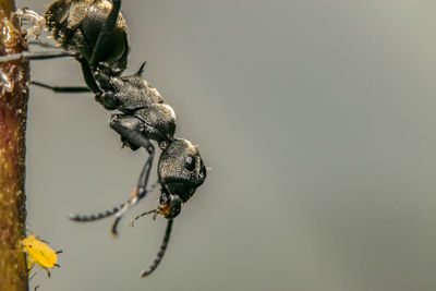 Close up of ant on stem