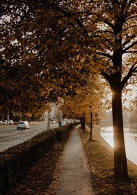 Street amidst trees during autumn