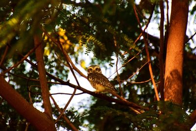 Low angle view of bird perching on tree