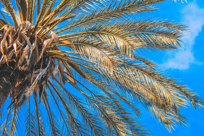 Low angle view of palm tree against blue sky