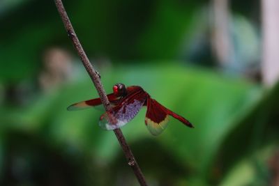 Close-up of dragonfly on plant