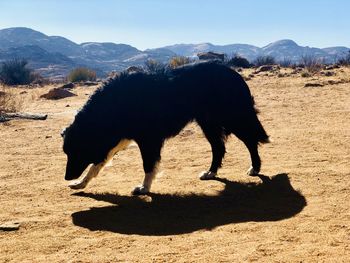 View of a dog in desert with mountains in background 