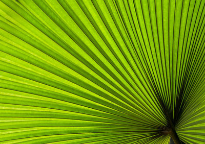 Full frame shot of palm leaf