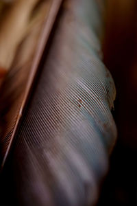 Full frame shot of feather