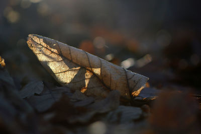 Close-up of autumn leaf