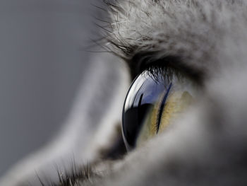Extreme close-up of cat eye