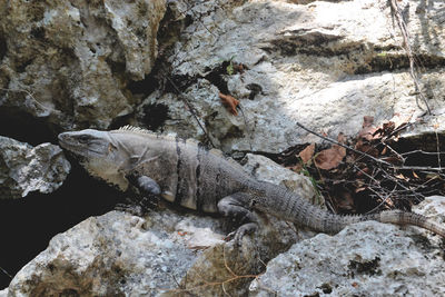 Iguana on rocks