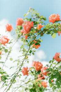 Low angle view of pink flowering plant