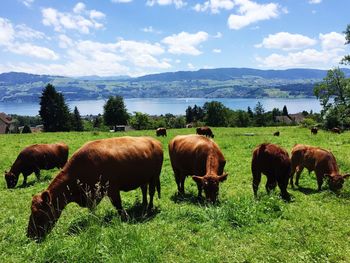 Cows grazing on field against sky