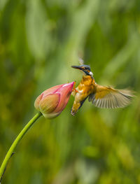 Kingfisher perching on lotus bud