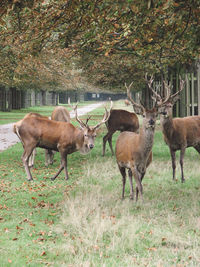 Deers in park