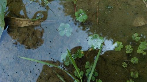 High angle view of leaves floating on puddle