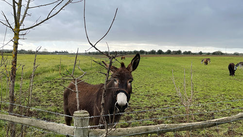 Donkey in a field 