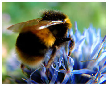 Close-up of insect on flower