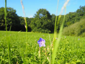 Close-up of purple flowers blooming in field